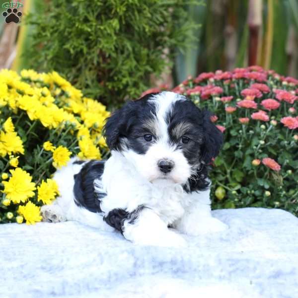 Asher, Havachon Puppy